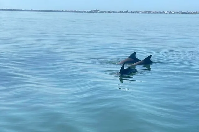 St. Petersburg Dolphin Watching Cruise 2 hr - Image 3