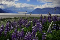 Anchorage Wilderness Wildlife and Glacier Experience thumbnail 6