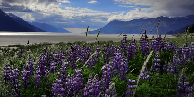 Anchorage Wilderness Wildlife and Glacier Experience - Image 6
