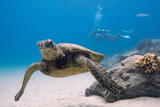 Oahu Scuba Dive at Electric Beach 2 hr - Image 1