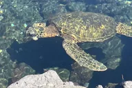 Hilo Sea Turtle Lagoon and Black Sand Beach Snorkel thumbnail 4