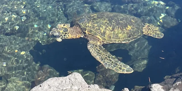 Hilo Sea Turtle Lagoon and Black Sand Beach Snorkel - Image 4