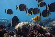 Kaanapali West Maui Snorkeling Tour with Drinks thumbnail 3