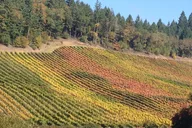 Eugene Wine Tour with Tastings thumbnail 3