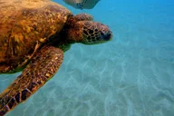 Maui Snorkeling Boat Tour from Ka'anapali thumbnail 2