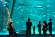 New Orleans Audubon Aquarium and Insectarium Ticket thumbnail 5