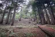 San Francisco Muir Woods Sausalito Sonoma Wine Tour thumbnail 4