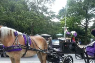 New York Central Park Horse Carriage Ride thumbnail 3