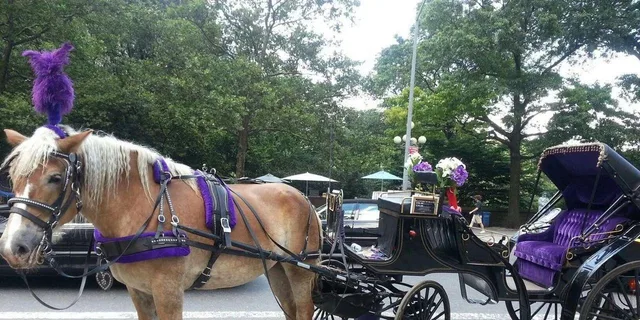 New York Central Park Horse Carriage Ride - Image 3