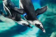 Gatlinburg Ripley's Aquarium & Combo Ticket thumbnail 2