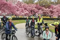 Washington DC Cherry Blossom Bike Tour thumbnail 3