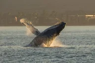 Maui Whale Watching Sail thumbnail 6