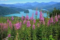 Ketchikan Hummer Tour of Tongass Rainforest thumbnail 5