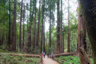 San Francisco Muir Woods and Sausalito Tour with Cruise thumbnail 4