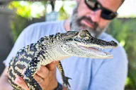 Miami Everglades, Bay Cruise & Open-Top Bus Tour thumbnail 2