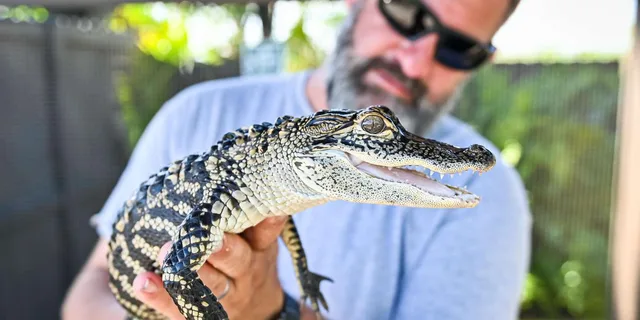 Miami Everglades, Bay Cruise & Open-Top Bus Tour - Image 2