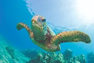 West Oahu Turtle Snorkel Sail thumbnail 4