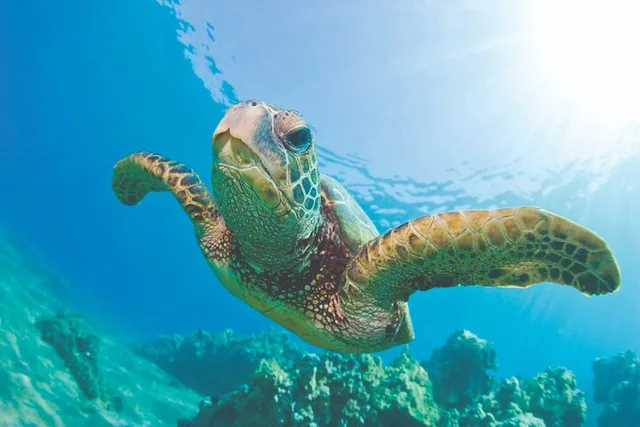 West Oahu Turtle Snorkel Sail - Image 4