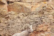 Yellowstone Wolf and Wildlife Watching Day Tour thumbnail 4