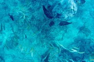 Honolulu Snorkeling Tour at Turtle Canyon 2 hr thumbnail 1