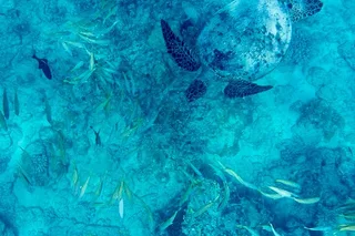 Honolulu Snorkeling Tour at Turtle Canyon 2 hr