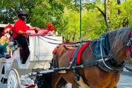 New York City Central Park Horse and Carriage Tour thumbnail 2
