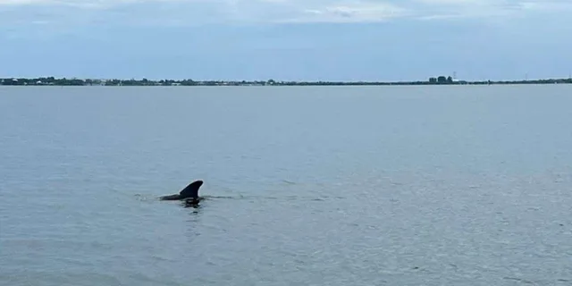 Cocoa Beach Pontoon Sunset Cruise - Image 6