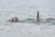 Indian River Shores Dolphin and Wildlife Kayak Tour 90 min thumbnail 1