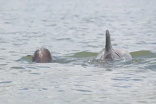 Indian River Shores Dolphin and Wildlife Kayak Tour 90 min