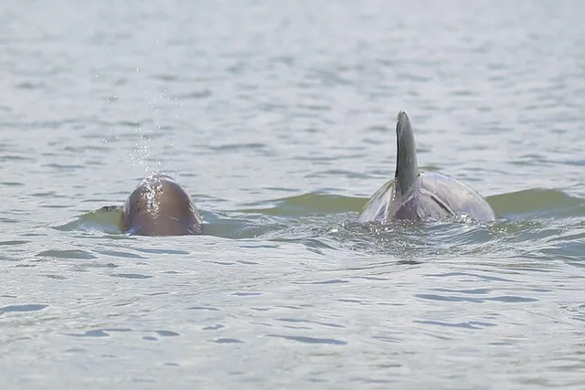 Indian River Shores Dolphin and Wildlife Kayak Tour 90 min - Image 1