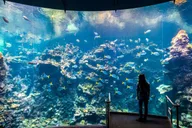 San Francisco Hop-On Hop-Off & Academy of Sciences Tour thumbnail 2