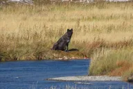 West Yellowstone Wildlife Viewing Tour with Lunch thumbnail 4