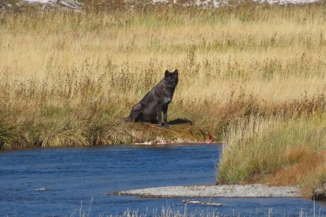 West Yellowstone Wildlife Viewing Tour with Lunch - Image 4