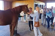 Lexington Thoroughbred Horse Farm Tour thumbnail 1