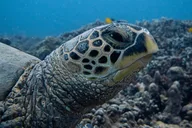 Oahu Scuba Dive at Electric Beach 2 hr thumbnail 3
