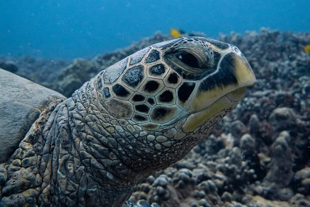 Oahu Scuba Dive at Electric Beach 2 hr - Image 3
