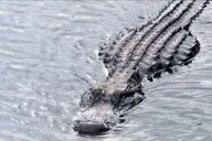 Orlando Everglades Airboat Tour and Wildlife Park thumbnail 5