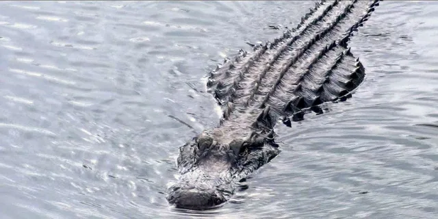 Orlando Everglades Airboat Tour and Wildlife Park - Image 5