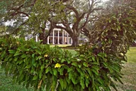 New Orleans Plantation and Swamp Tour thumbnail 6