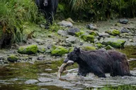 Ketchikan Private Tour: Rainforest and Wildlife thumbnail 3