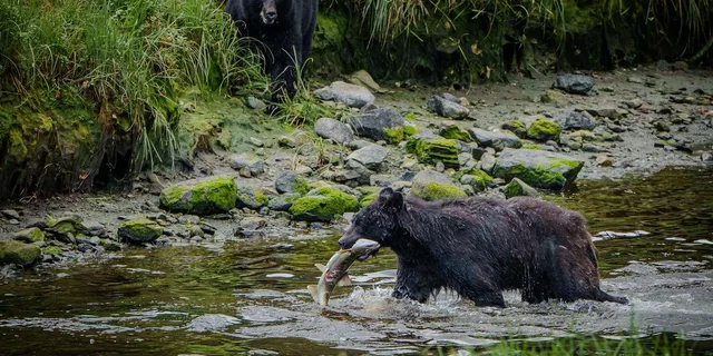 Ketchikan Private Tour: Rainforest and Wildlife - Image 3
