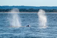 New York City Whale Watching Cruise thumbnail 6