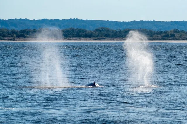 New York City Whale Watching Cruise - Image 6