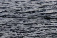Lake Osborne Gator Watch Tour 3 hr thumbnail 2