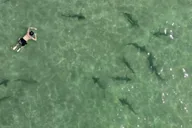 La Jolla Kayak and Snorkel Tour 2.5 hr thumbnail 6
