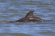 Indian River Shores Dolphin and Wildlife Kayak Tour 90 min thumbnail 2