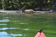 Yellowstone Lake Sunset Kayaking Tour thumbnail 5