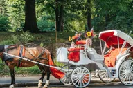 New York City Nighttime Carriage Ride Central Park and Rockefeller Center thumbnail 5