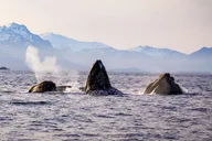 Sitka Wildlife Adventure thumbnail 3