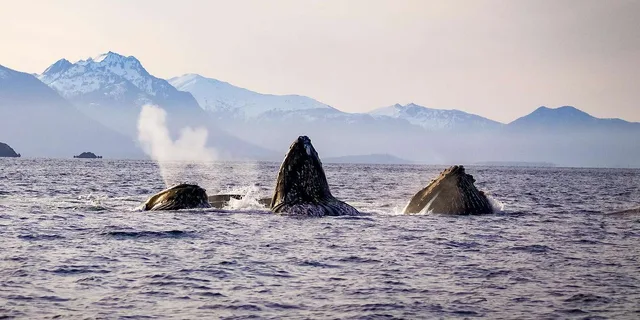 Sitka Wildlife Adventure - Image 3